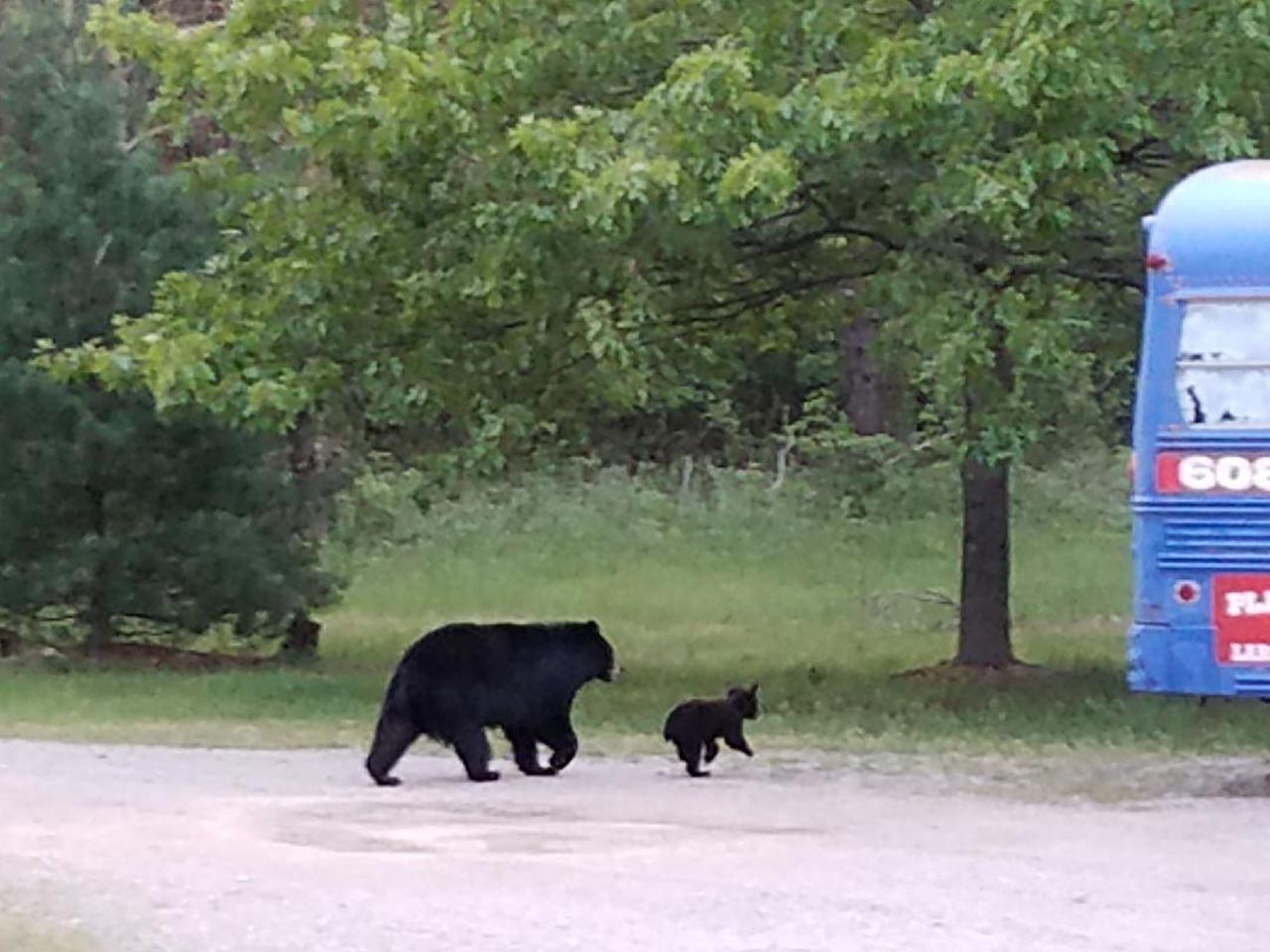 Spot in the Woods Lodging Party Bus Bears
